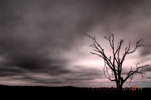 Tree Sillhouette
